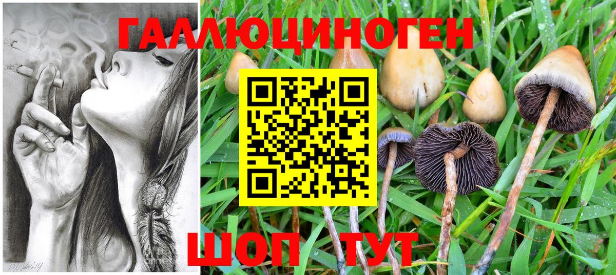 Псилоцибиновые грибы Psilocybine cubensis Гуково